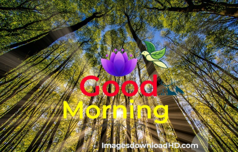 144+ Good Morning Nature Images 2023 53 144+ Good Morning Nature Images 2023 39