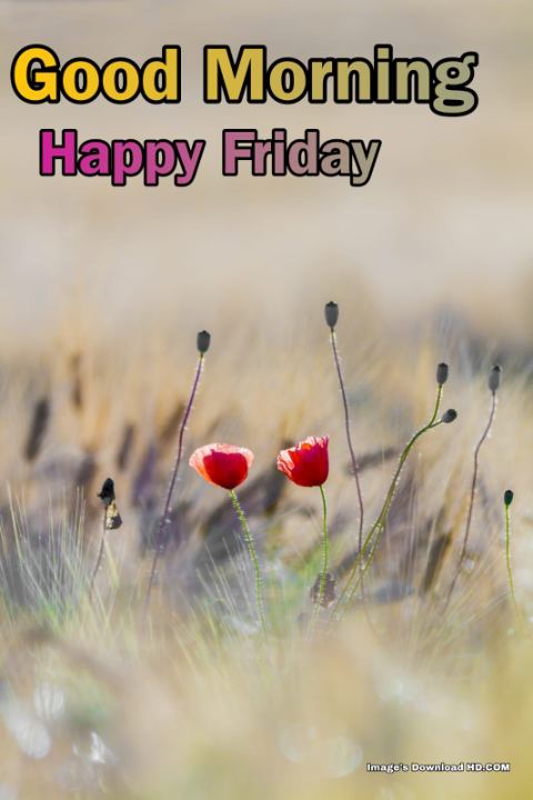 144+ Latest Good Morning Friday Images 2023 3 144+ Latest Good Morning Friday Images 2023 3