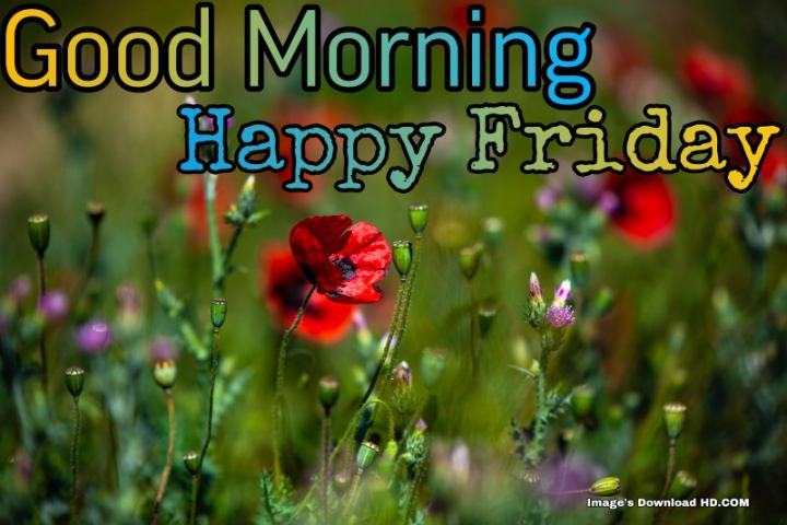 144+ Latest Good Morning Friday Images 2023 5